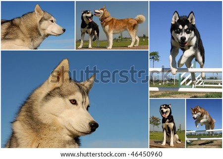 composite picture with purebred dogs siberian huskies