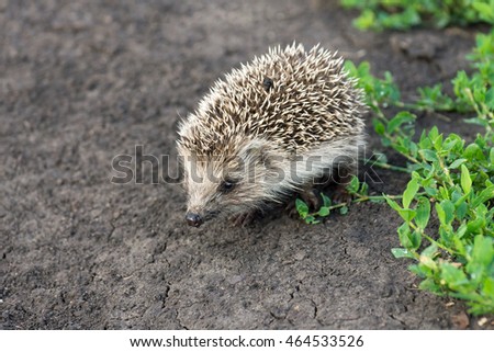  small hedgehog in the grass,Russia, Tambov, village, summer