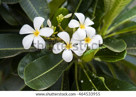 Thailand frangipani flowers, white with green background .