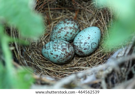 Northern Mockingbird (Mimus polyglottos) nest with three eggs