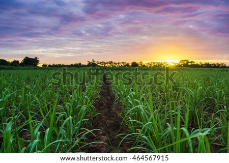 Sugarcane field at sunset. Royalty-Free Stock Photo #464567915