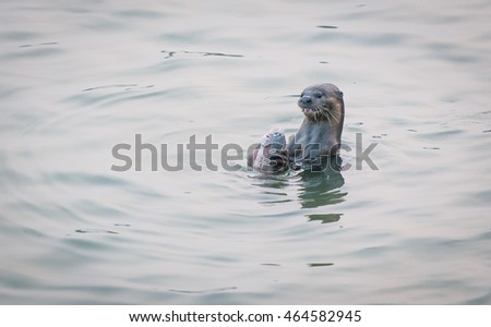 Otters in Singapore