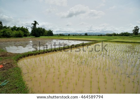 Asian farmer transplant rice seedlings in rice field farmland,Farmers planting rice in the rainy season,countryside Thailand.