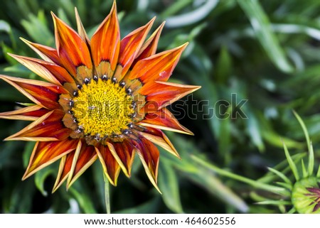 Beatiful flowers with blur background. Nature composition and selective focus