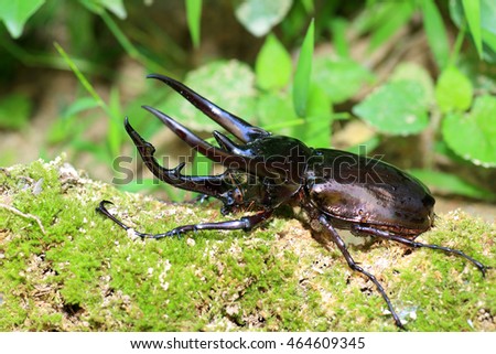 Caucasus beetle (Chalcosoma chiron) in Indonesia