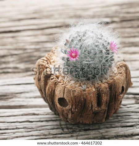 Cactus succulent plant on wooden background.
