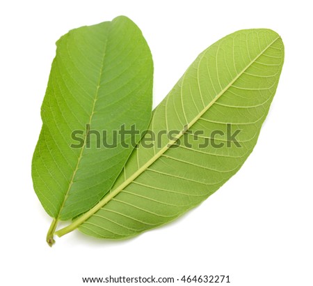 leaves of guava isolated on white background