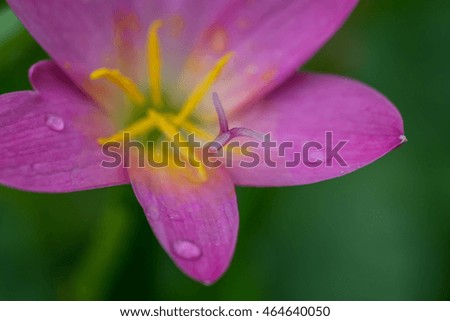 Closeup of pink Rain Lily, Thailand.