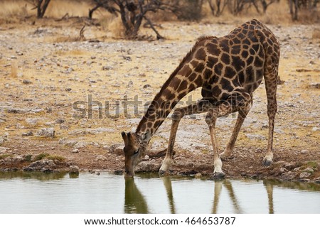 Giraffe drinking at a waterhole in Etosha National Park