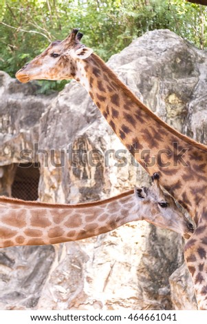 giraffes in a zoo