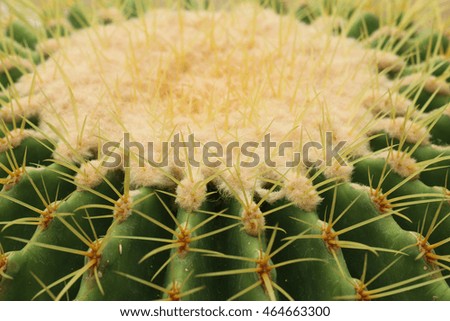 Macro Close-up cactus