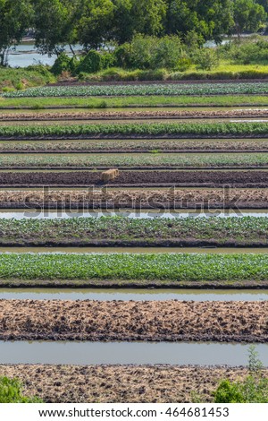 Birds Eye View of the vegetable Fields and Agricultural Parcel. Aerial Views.

