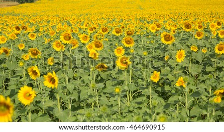 sunflowers in field with lovely sky in winter season of Thailand.
