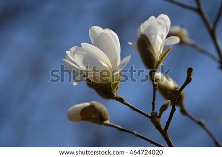 Spring Flowers. Magnolia