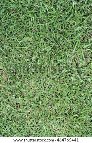 Green grass seamless texture.