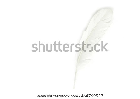 white feather on white background.
