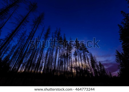 Sunset in the Middle of Forest