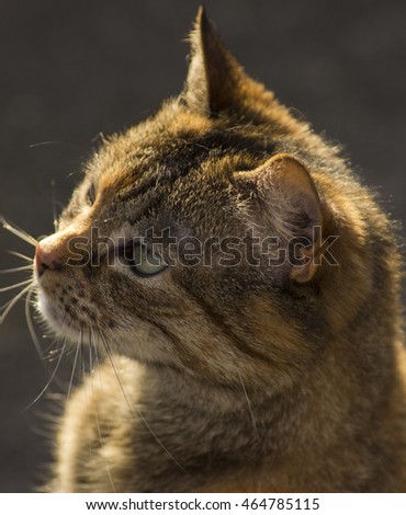 stunning tabby cat 