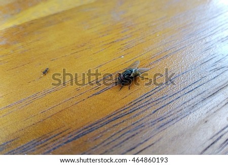 Fly on wood floor