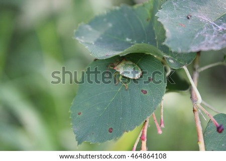 Green bedbug on a green leaf with natural background 