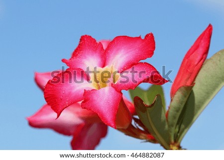 Azalea red flowers