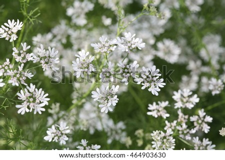small white flower 