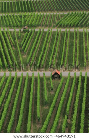 Vineyards in Germany