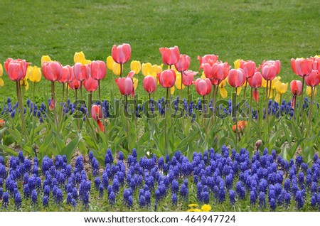background of Colorful tulip flowers in the garden hokkaido japan