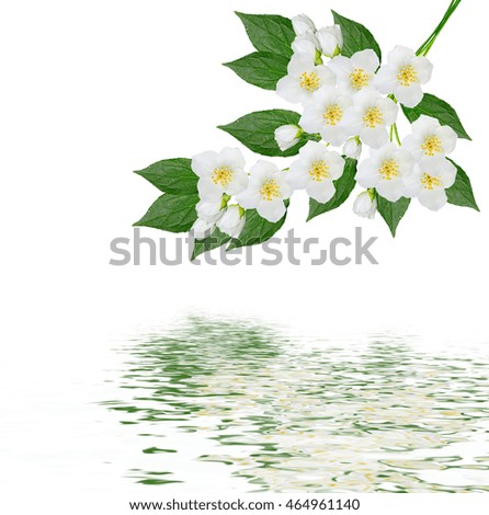   branch of jasmine flowers isolated on white background. spring 