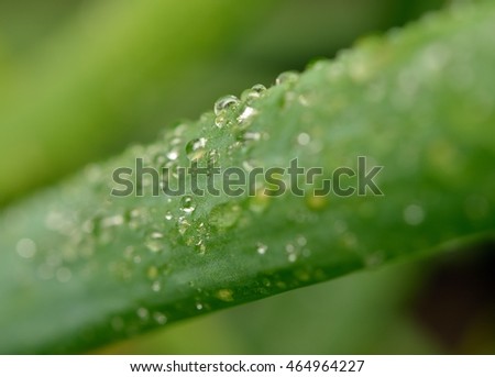 waterdrops on the green