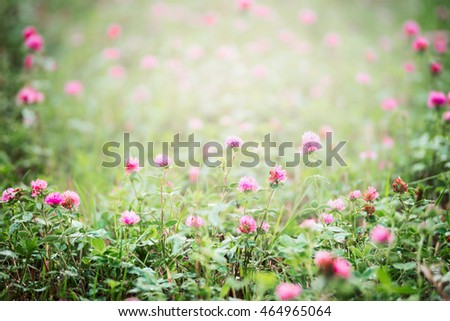 Field with pink blooming clover, outdoor floral nature background