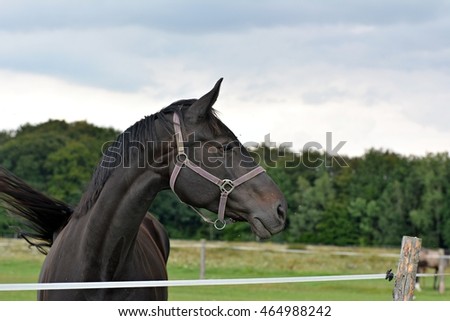Detail horse