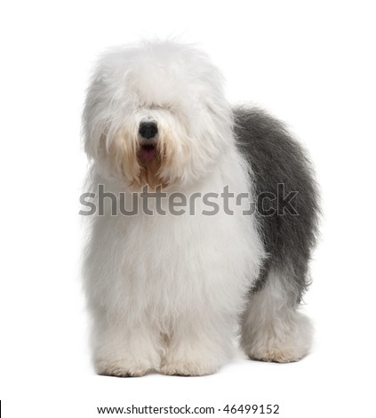 Old English Sheepdog, 3 Years old, standing in front of white background Royalty-Free Stock Photo #46499152