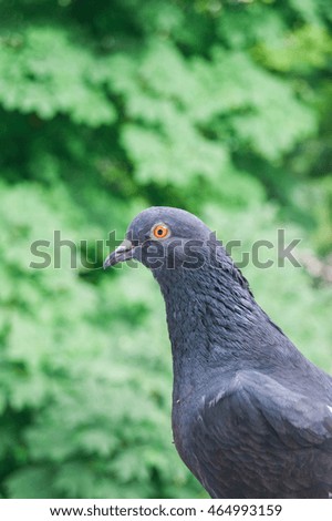 Pigeon leaves background 