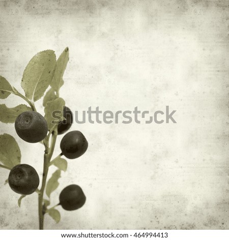 textured old paper background with bilberry plant branch
