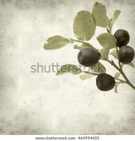 textured old paper background with bilberry plant branch