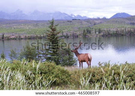 Elk bull near Talbot lake in Alberta, Jasper national park, Canada