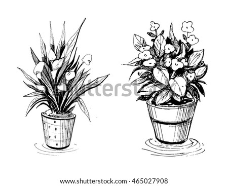 Flowers in pots. Sketch illustration. Isolated vector