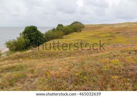 Hilly sand dune of the Curonian Spit covered with flowers