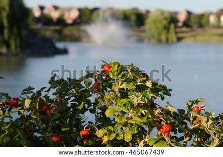 Berry bush at the pond with fountain in the background