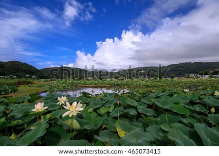 Lotus flower and blue sky