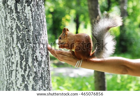Feeding the Squirrel. A young woman holds out her hand with nut for a squirrel.
