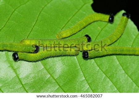 Worm Bird Food/Caterpillars pupate