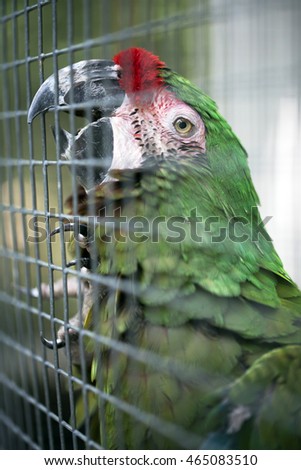 A very shallow depth of field captures the lonesome eye of a caged, green parrot biting at his cage bars in hopes of freedom. Vertical format for a variety of ideas and concepts.