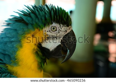 parrot blue and yellow macaw