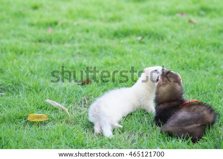 Prairie Dogs playing in the grass field