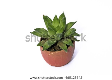 Succulent plant in pot with place for text