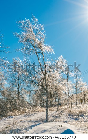 Frozen trees in winter with blue sky