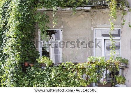 Balcony full of green plants and flowers in a old house