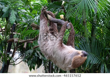 two toed sloth. the world slowest mammal Royalty-Free Stock Photo #465157652